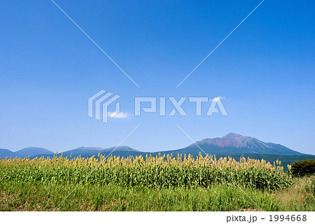 霧島連山とモロコシ畑と青空 1994668
