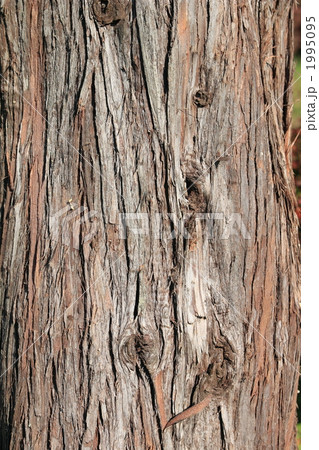 コウヤマキ 1995095