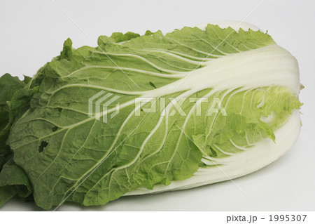 白菜 1995307