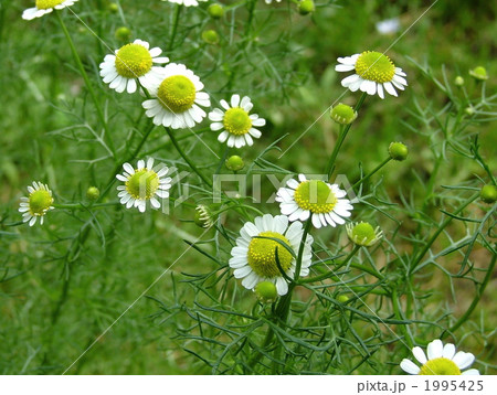 ジャーマンカモミール 1995425