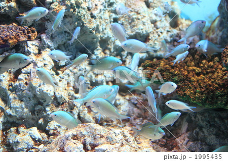 デバスズメダイ 1995435