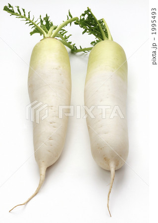 大根 1995493