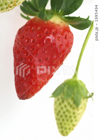 イチゴ 1995494