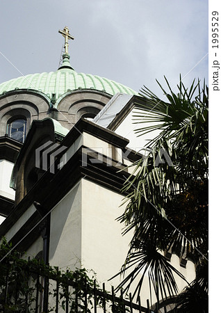 シュロの樹とニコライ堂尖塔 1995529