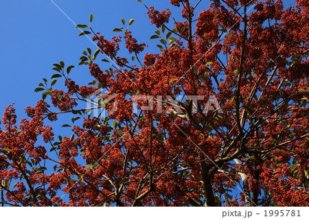 赤い実をつけたクロガネモチの木  1995781