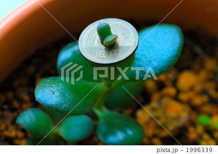 茎に5円玉を通した金のなる木 茎に5円玉を通した金のなる木 1996339