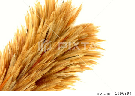 毛ばたき　羽ぼうき 1996394