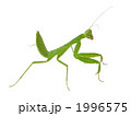 ハラビロカマキリ幼虫 1996575