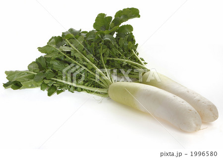 大根 1996580