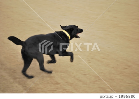 走る黒ラブラドールレトリバーの写真素材