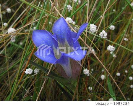 愛知県森林公園の秋の花 1997284