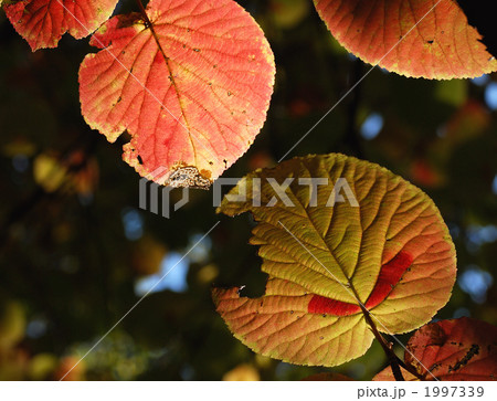 ムシカリの紅葉 1997339