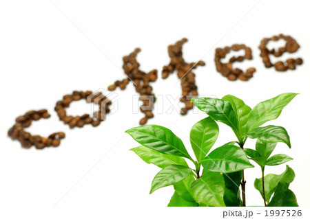 コーヒー豆とコーヒーの木 コーヒー豆とコーヒーの木 1997526