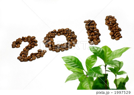 コーヒー豆とコーヒーの木 コーヒー豆とコーヒーの木 1997529