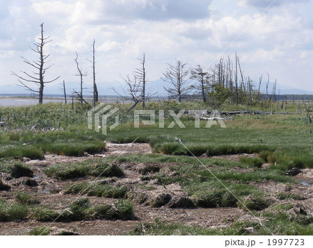 野付半島・トドワラ 1997723