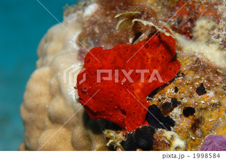 カエルアンコウ 1998584