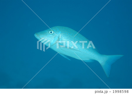 ハマフエフキ 1998598