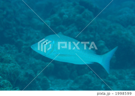 ハマフエフキ ハマフエフキ 1998599