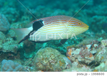 ヒレグロベラ ヒレグロベラ 1998600