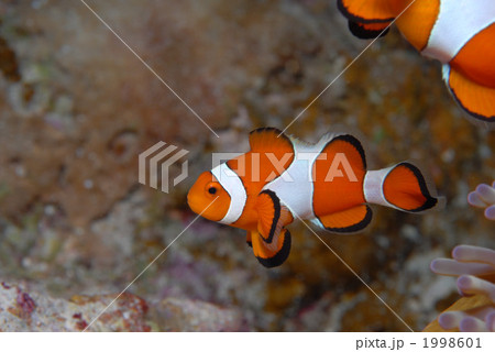 カクレクマノミ 1998601