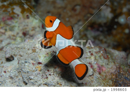 カクレクマノミ 1998603