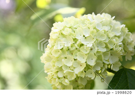 テマリカンボク 1998620