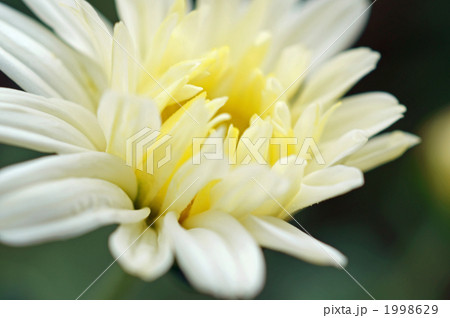 菊 1998629