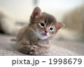 ソマリの子猫 1998679