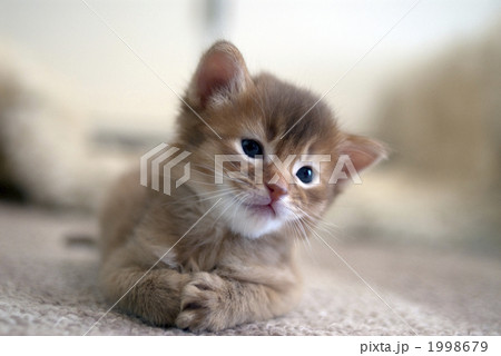 ソマリの子猫 ソマリの子猫 1998679