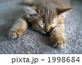 ソマリの子猫 1998684