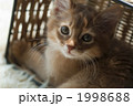 ソマリの子猫 1998688