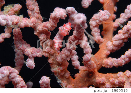 ピグミーシーホース ピグミーシーホース 1999516