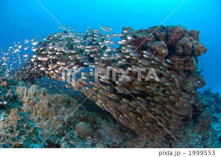 キンメモドキ キンメモドキ 1999553