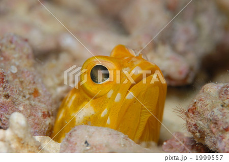 アゴアマダイの仲間 1999557