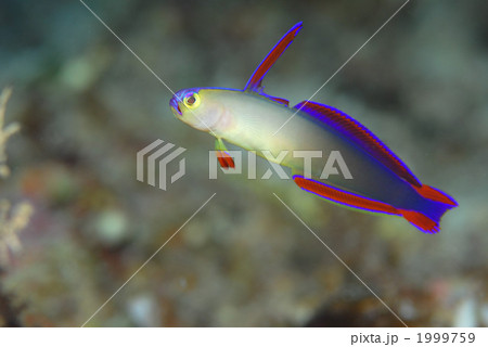 アケボノハゼ 1999759