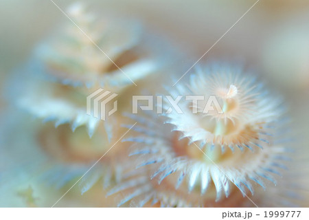 イバラカンザシ 1999777