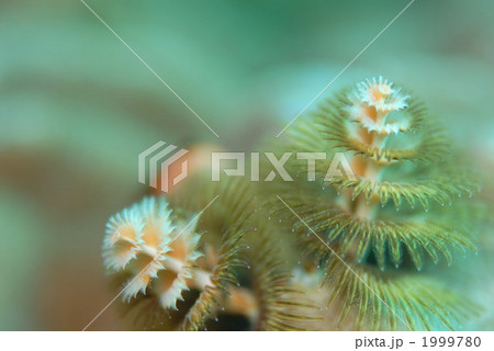 イバラカンザシ 1999780