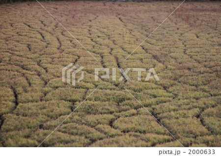 田んぼ　枯れ 2000633