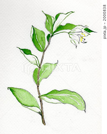 チゴユリ（手描きイラスト） 2000838