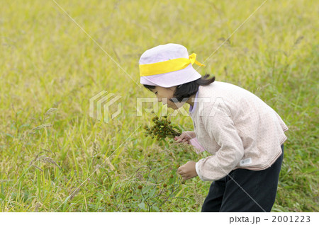 稲刈り体験 2001223