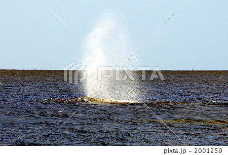 クジラの潮吹き 2001259
