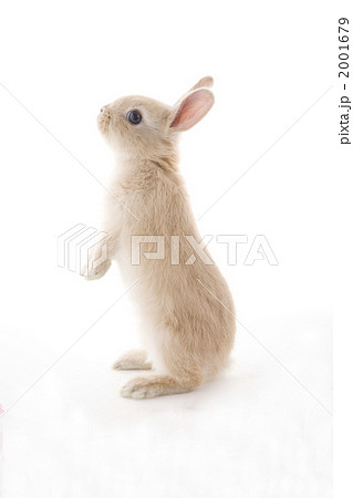 背伸びする子ウサギ横向きの写真素材