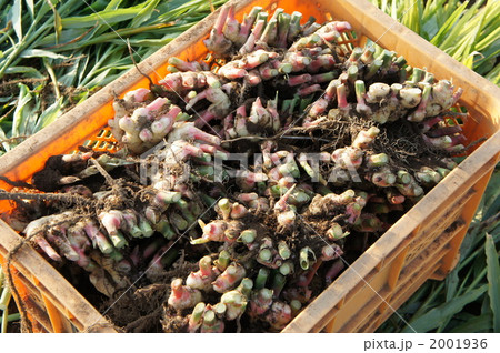 生姜・・・埋める前② 2001936