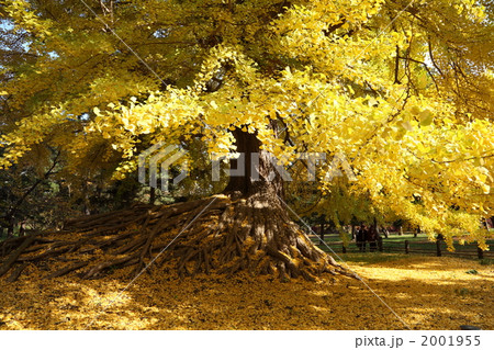 イチョウ　根上がり　銀杏　希少 弘前公園の根上がり銀杏の写真素材 [2001955] - PIXTA