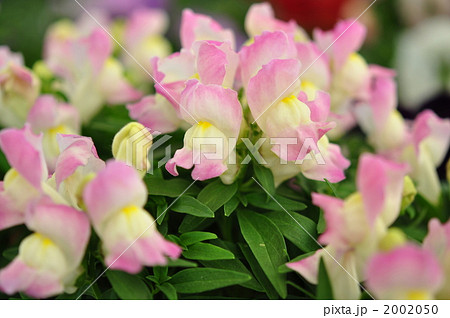 キンギョソウ キンギョソウ 2002050