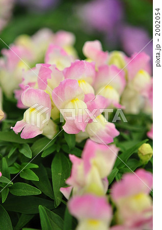 キンギョソウ キンギョソウ 2002054