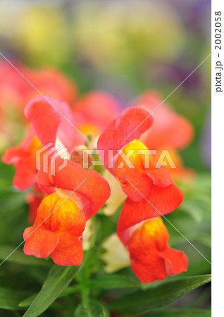 キンギョソウ キンギョソウ 2002058