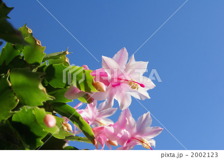 クリスマスカクタス 花 ピンク色の花 冬の花の写真素材 - PIXTA