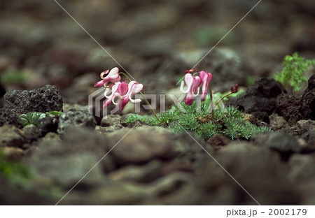 コマクサ　秋田駒ケ岳にて 2002179