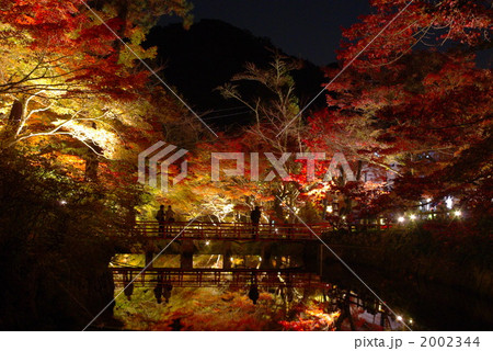 ライトアップもみじ 2002344